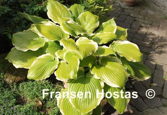 Hosta Winter Snow